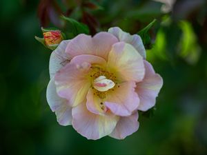 Preview wallpaper rose, petals, macro, flower, plant