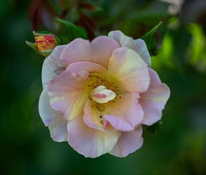 Preview wallpaper rose, petals, macro, flower, plant