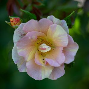 Preview wallpaper rose, petals, macro, flower, plant