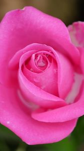 Preview wallpaper rose, petals, macro, pink