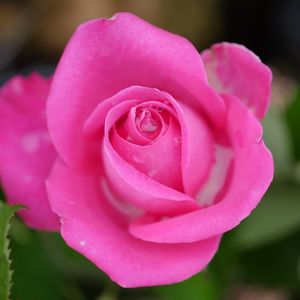 Preview wallpaper rose, petals, macro, pink