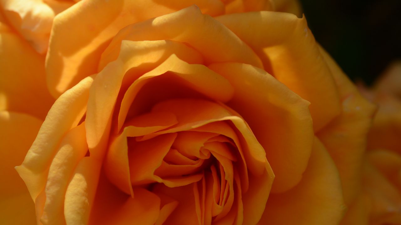 Wallpaper rose, petals, macro, yellow