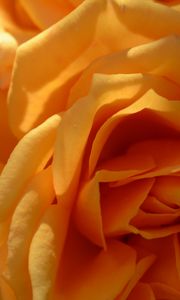 Preview wallpaper rose, petals, macro, yellow
