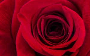 Preview wallpaper rose, petals, macro, red, dark