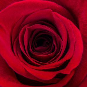 Preview wallpaper rose, petals, macro, red, dark