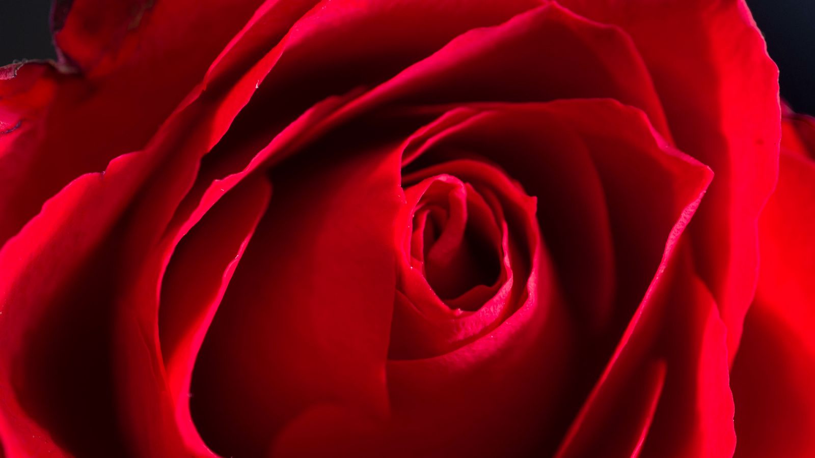 1600x900 Wallpaper rose, petals, macro, flower, red