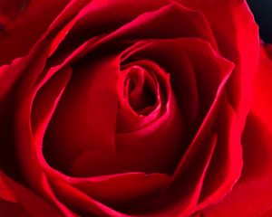 Preview wallpaper rose, petals, macro, flower, red