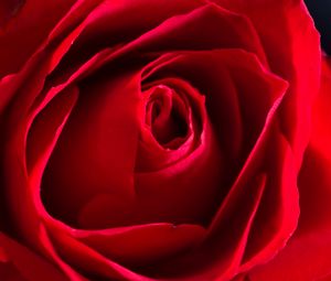 Preview wallpaper rose, petals, macro, flower, red