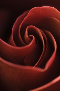 Preview wallpaper rose, petals, macro, flower, red, whir