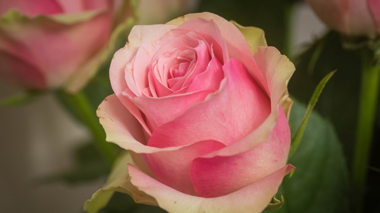 Wallpaper rose, petals, macro, flower, pink