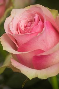 Preview wallpaper rose, petals, macro, flower, pink