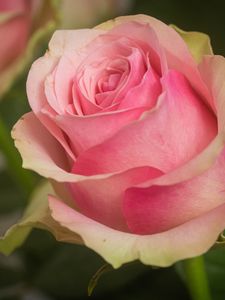 Preview wallpaper rose, petals, macro, flower, pink