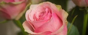 Preview wallpaper rose, petals, macro, flower, pink