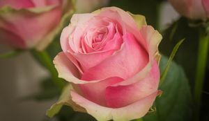 Preview wallpaper rose, petals, macro, flower, pink