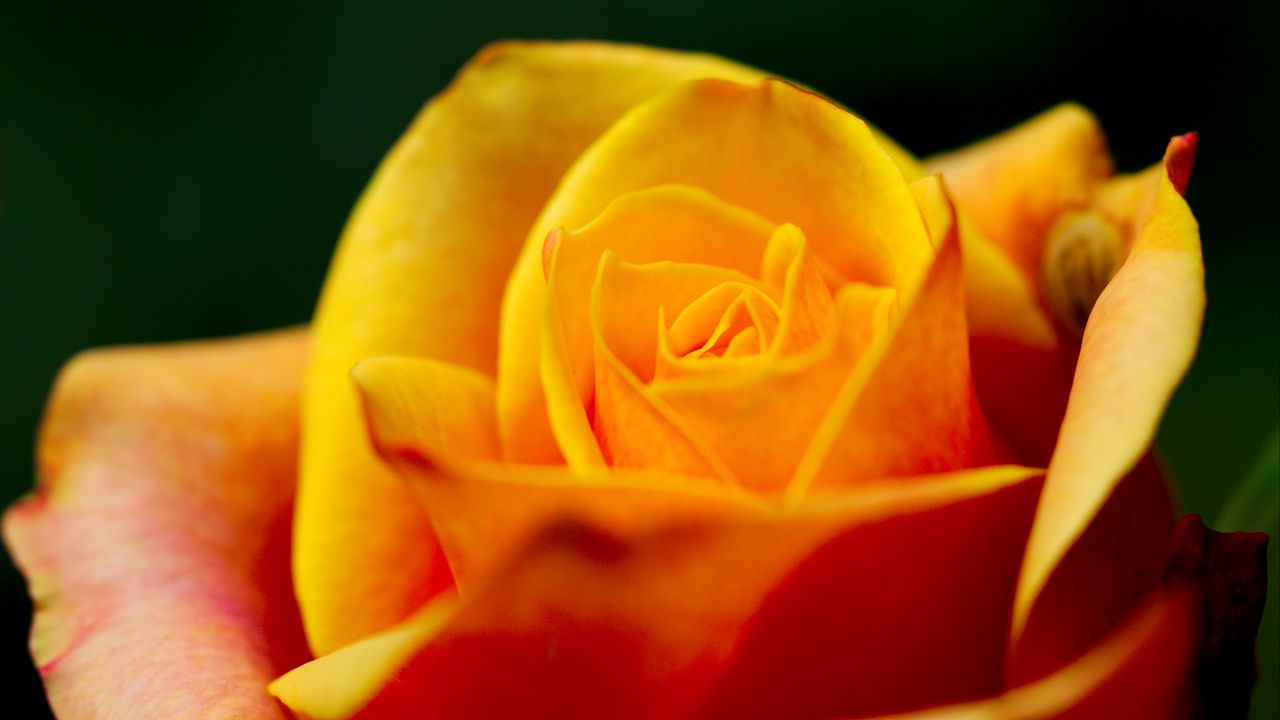 Wallpaper rose, petals, macro, yellow, blur