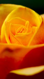 Preview wallpaper rose, petals, macro, yellow, blur