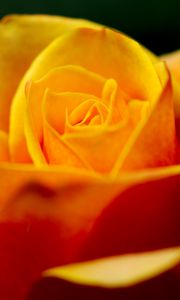 Preview wallpaper rose, petals, macro, yellow, blur