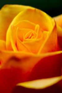 Preview wallpaper rose, petals, macro, yellow, blur