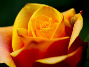 Preview wallpaper rose, petals, macro, yellow, blur