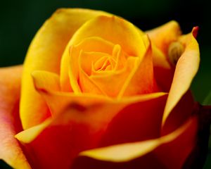 Preview wallpaper rose, petals, macro, yellow, blur