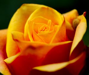 Preview wallpaper rose, petals, macro, yellow, blur