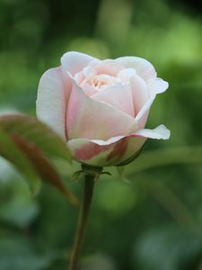 Preview wallpaper rose, petals, pink, blur, macro