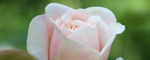 Preview wallpaper rose, petals, pink, blur, macro