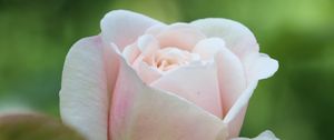 Preview wallpaper rose, petals, pink, blur, macro