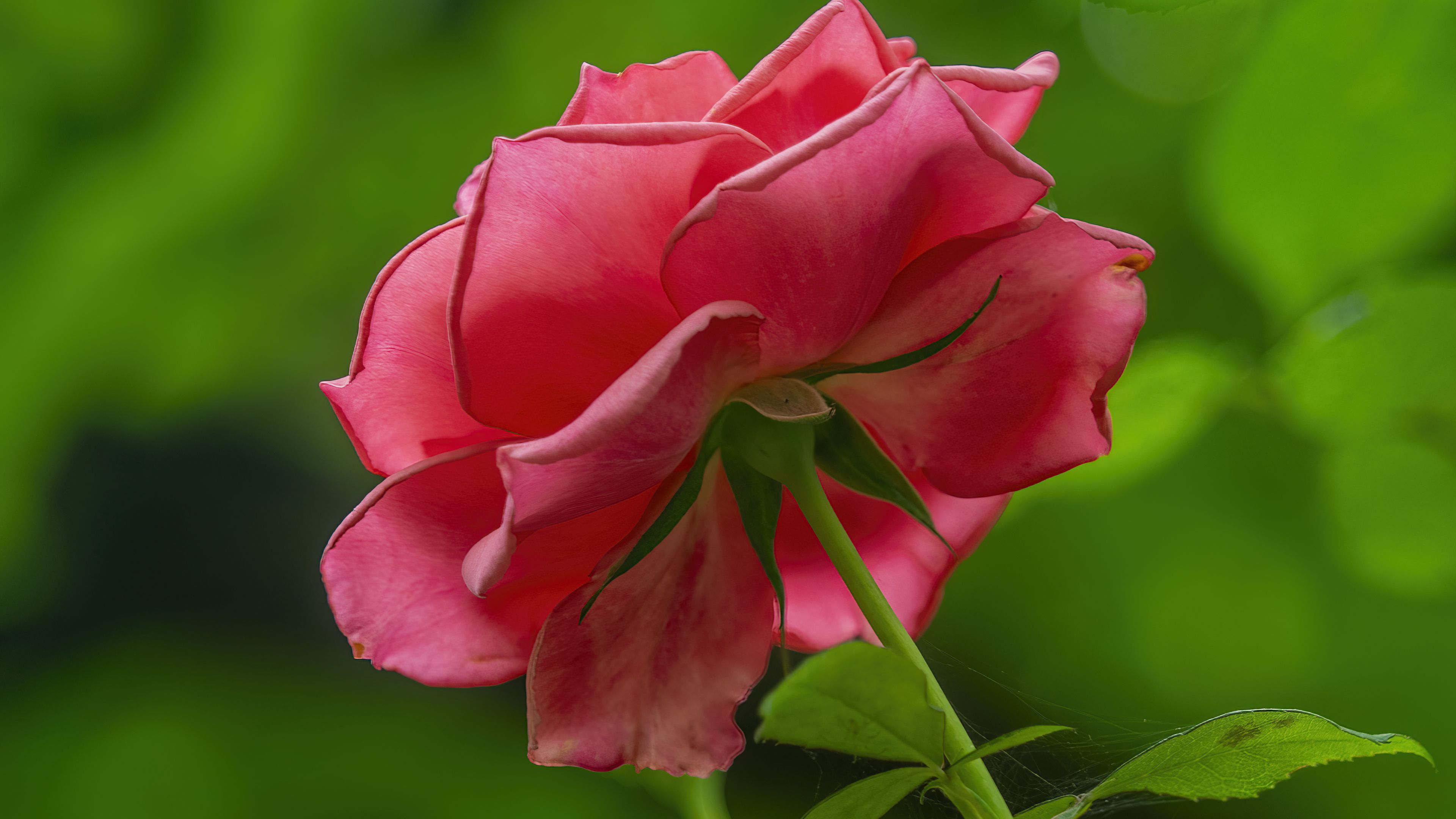 Download wallpaper 3840x2160 rose, petals, pink, leaves, stem, macro 4k ...