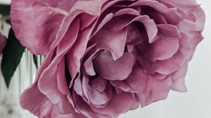 Preview wallpaper rose, petals, pink, macro