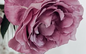 Preview wallpaper rose, petals, pink, macro