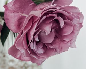 Preview wallpaper rose, petals, pink, macro