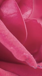 Preview wallpaper rose, petals, pink, bud