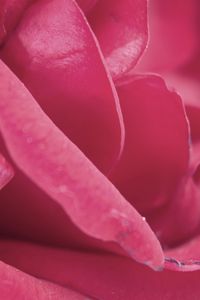 Preview wallpaper rose, petals, pink, bud