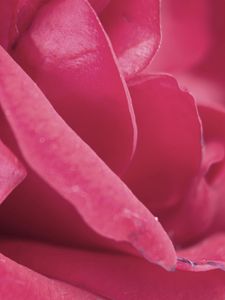 Preview wallpaper rose, petals, pink, bud