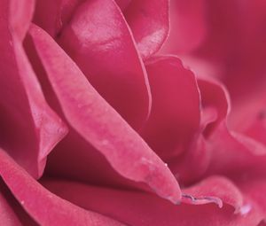 Preview wallpaper rose, petals, pink, bud