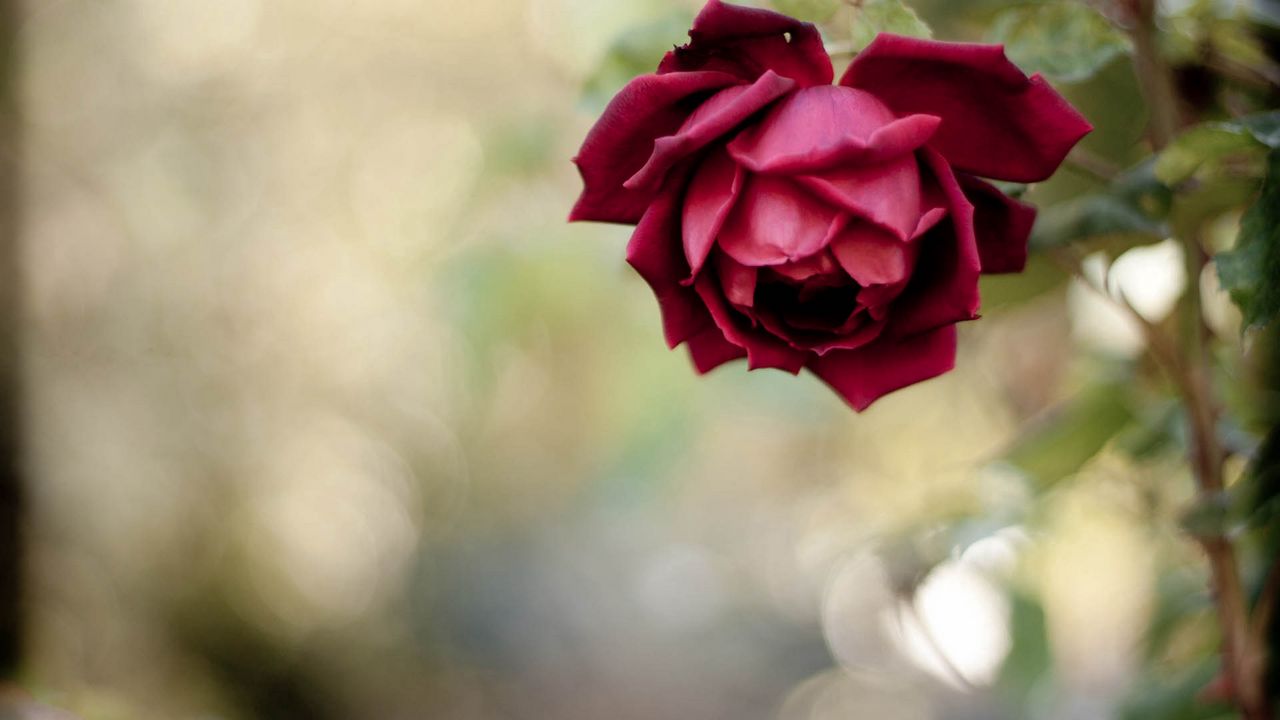 Wallpaper rose, petals, plant, close-up