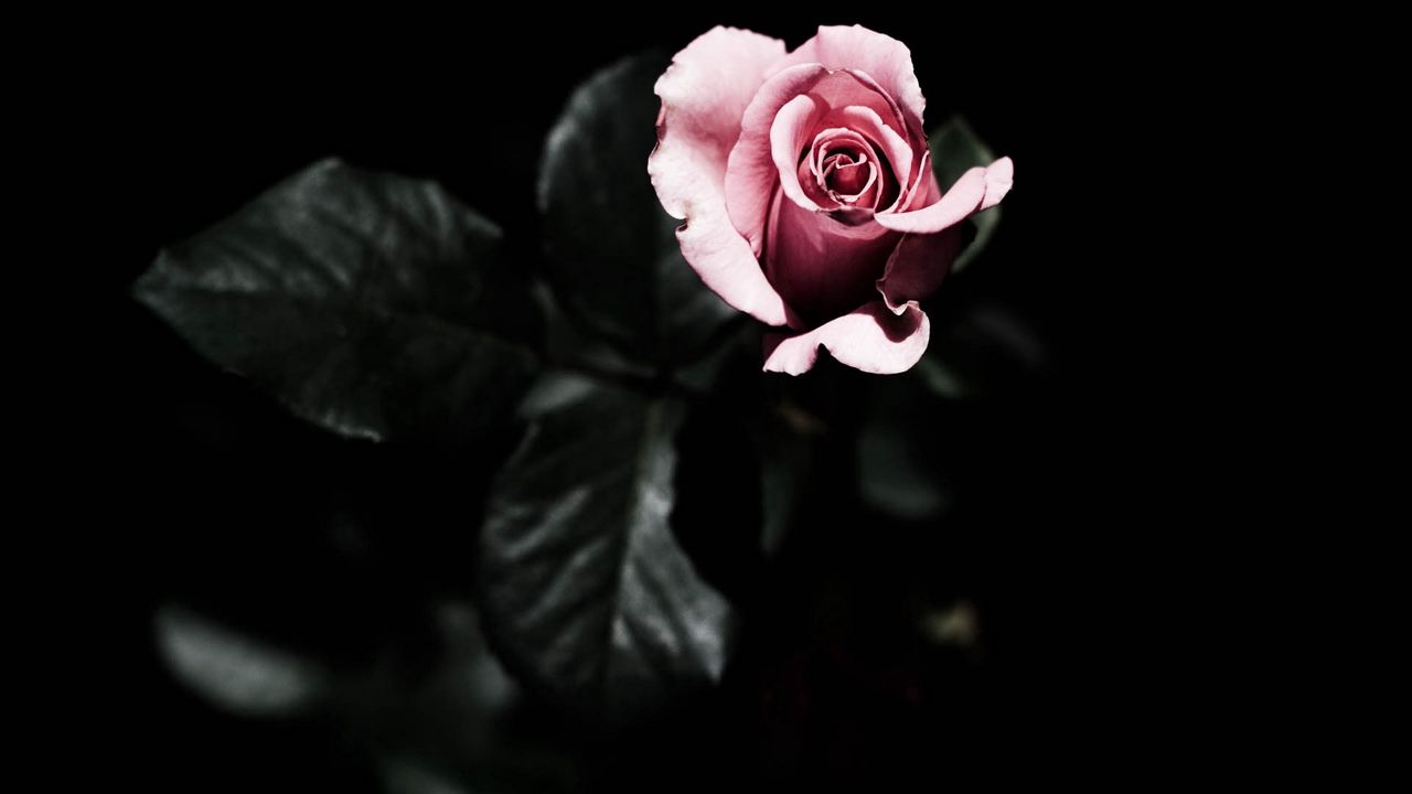 Wallpaper rose, petals, plant