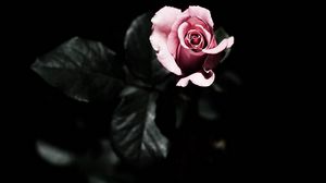 Preview wallpaper rose, petals, plant
