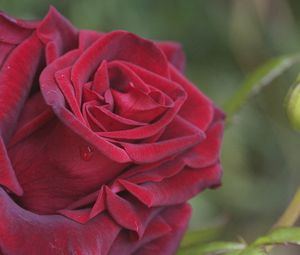 Preview wallpaper rose, petals, plant, red