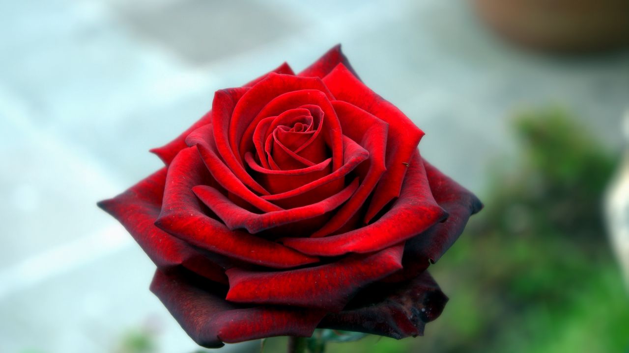 Wallpaper rose, petals, red