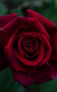 Preview wallpaper rose, petals, red, bud, flower