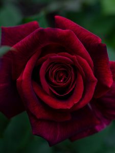 Preview wallpaper rose, petals, red, bud, flower