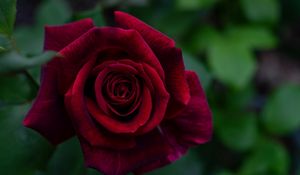 Preview wallpaper rose, petals, red, bud, flower