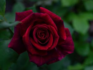 Preview wallpaper rose, petals, red, bud, flower