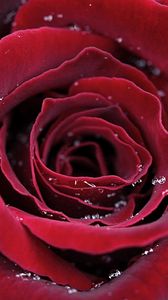 Preview wallpaper rose, petals, red, dark