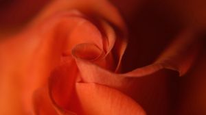 Preview wallpaper rose, petals, red