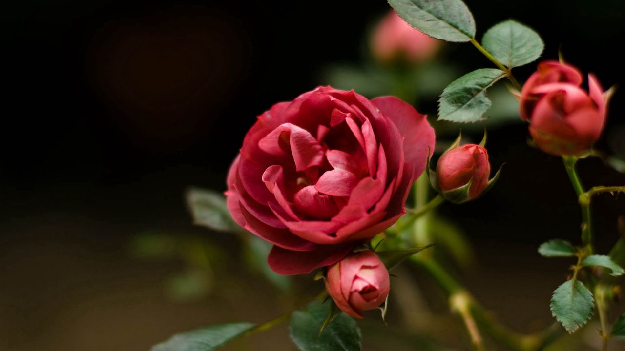 Wallpaper rose, petals, red, plant, bud