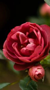 Preview wallpaper rose, petals, red, plant, bud