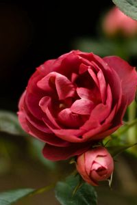 Preview wallpaper rose, petals, red, plant, bud
